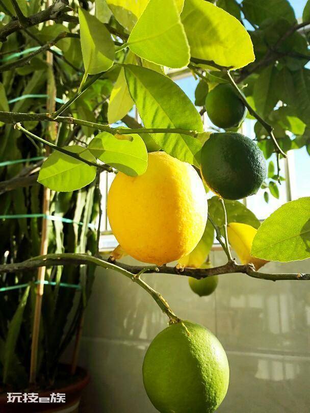 室内大型盆栽植物有哪些好养品种(养护简单不挑环境的绿植)-图片3